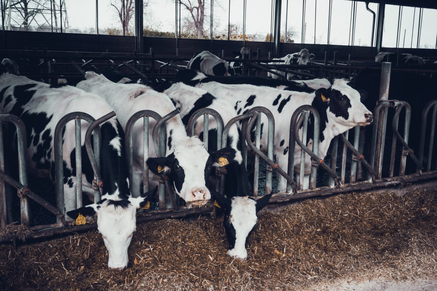 cows in a farm. Dairy cows in a farm.